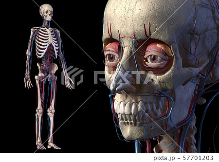 Human skull close up with full skeletal and cardiovascular systems. 57701203