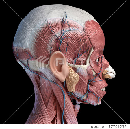 Human head muscles with veins and arteries. Side view. Human head muscles with veins and arteries. Side view. 57701232