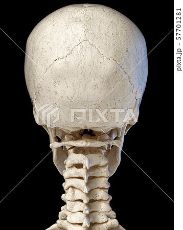 Human skull viewed from the back. 57701281