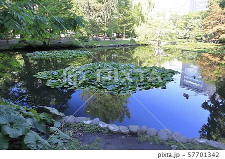 北海道庁旧本庁舎(赤れんが庁舎)の庭園 札幌市 北海道庁旧本庁舎(赤れんが庁舎)の庭園 札幌市 57701342