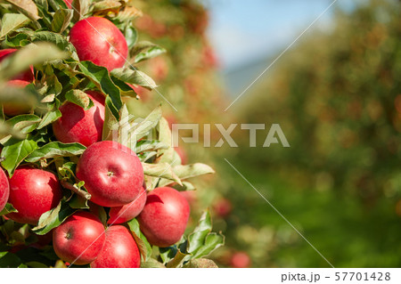 Shiny delicious apples hanging from a tree branch Shiny delicious apples hanging from a tree branch 57701428