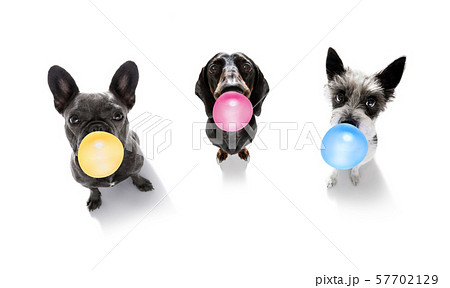 dog chewing bubble gum dog chewing bubble gum 57702129