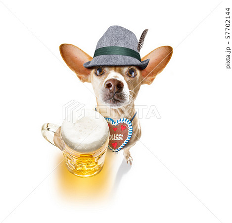 bavarian beer chihuahua dog bavarian beer chihuahua dog 57702144