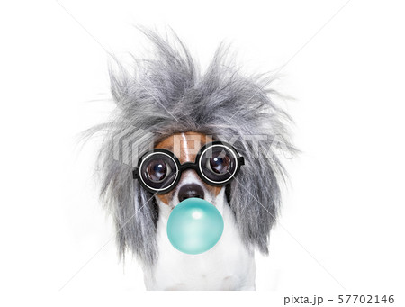 intelligent smart  dog with an idea, chewing 57702146