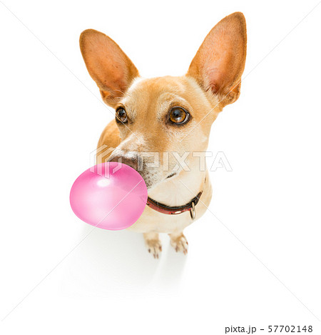dog chewing bubble gum dog chewing bubble gum 57702148