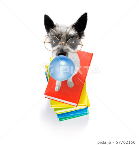 smart dog and books, chewing bubble gum 57702150
