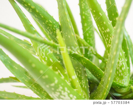 aloe vera star cactus Isolated on a white background 57703384