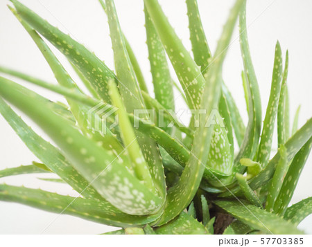 aloe vera star cactus Isolated on a white background 57703385