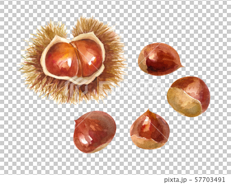 秋の食材、栗の水彩イラストのトレースベクター 秋の食材、栗の水彩イラストのトレースベクター 57703491