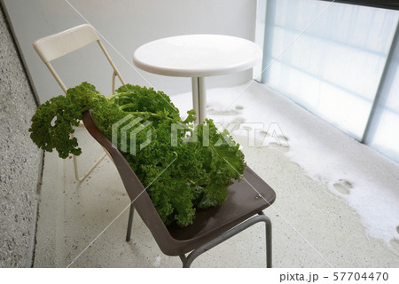 kale on a chair on the balcony kale on a chair on the balcony 57704470