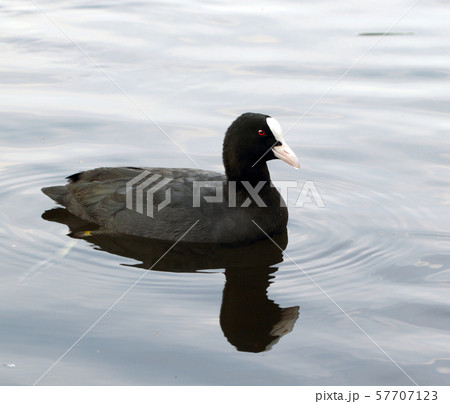 Coot ( fulica atra) Coot ( fulica atra) 57707123