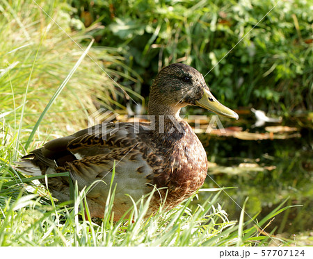Female duck on the shore Female duck on the shore 57707124