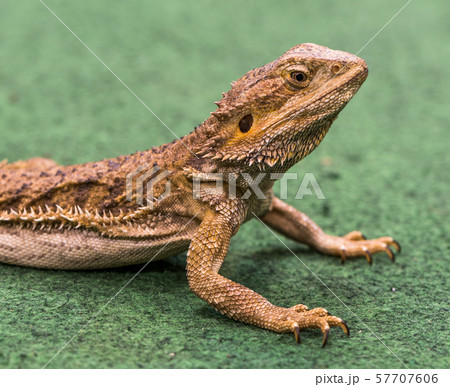 Reptile on a Carpet 57707606