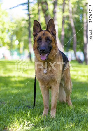 Portrait of Brown German Shepherd Dog Standing. Portrait of Brown German Shepherd Dog Standing. 57708718