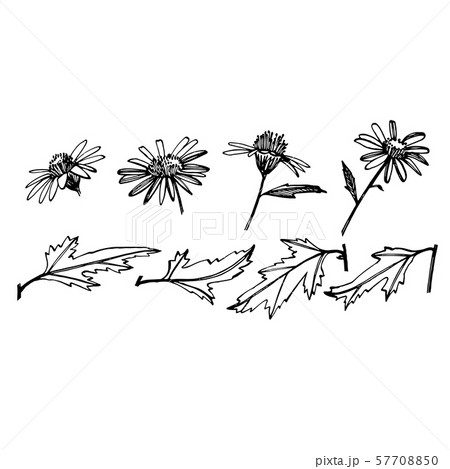 Chamomile. Collection of hand drawn flowers and plants. Botany. Set. Vintage flowers. Black and Chamomile. Collection of hand drawn flowers and plants. Botany. Set. Vintage flowers. Black and 57708850