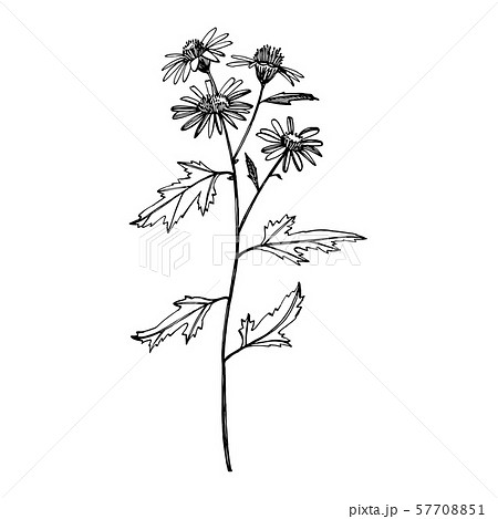 Chamomile. Collection of hand drawn flowers and plants. Botany. Set. Vintage flowers. Black and Chamomile. Collection of hand drawn flowers and plants. Botany. Set. Vintage flowers. Black and 57708851