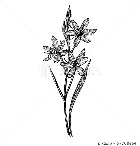 Kafir Lilies flowers. Collection of hand drawn flowers and plants. Botany. Set. Vintage flowers Kafir Lilies flowers. Collection of hand drawn flowers and plants. Botany. Set. Vintage flowers 57708864