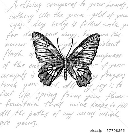Butterflies silhouettes. Butterfly icons isolated on white background. Graphic illustration Butterflies silhouettes. Butterfly icons isolated on white background. Graphic illustration 57708866