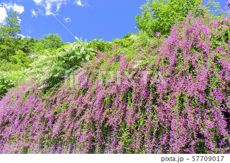 しだれる萩 しだれる萩 57709017