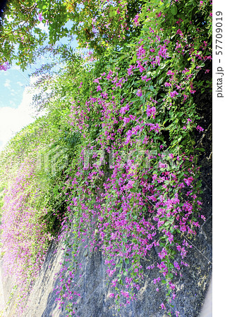 壁に枝垂れる萩(縦) 壁に枝垂れる萩(縦) 57709019
