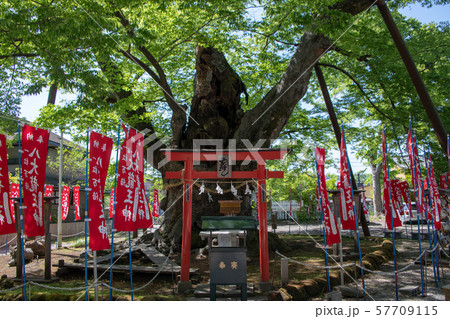秩父今宮神社　龍神木 57709115