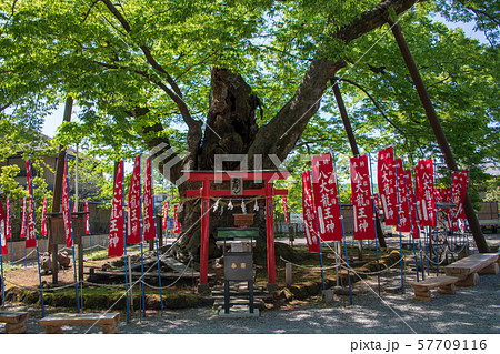 秩父今宮神社　龍神木 57709116