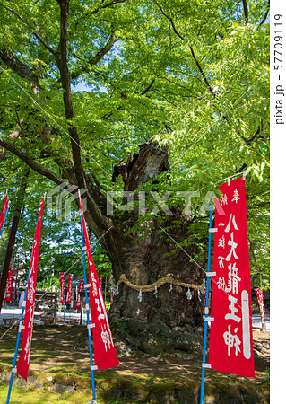 秩父今宮神社　龍神木 57709119