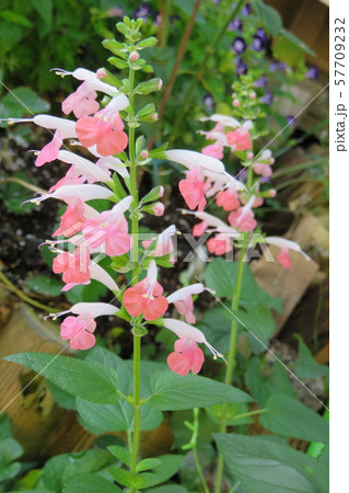 サルビア　コクネシア　コーラルピンク 57709232