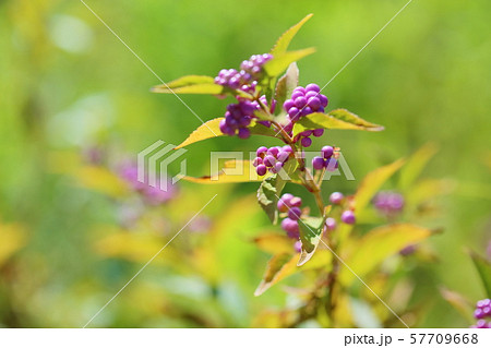 コムラサキの実 57709668