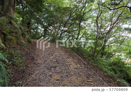 森の散歩道の写真素材