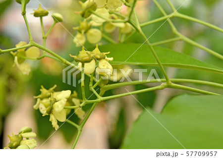 植物：コクテンギ　ニシキギ科　筑波実験植物園　   57709957