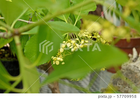 植物:コクテンギ ニシキギ科 筑波実験植物園 植物:コクテンギ ニシキギ科 筑波実験植物園 57709958