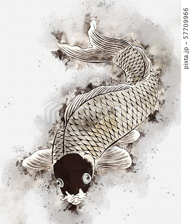 浮世絵 鯉 その2 水彩 浮世絵 鯉 その2 水彩 57709966