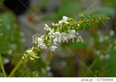 植物：ヒメタムラソウ　シソ科　筑波実験植物園　   57709989