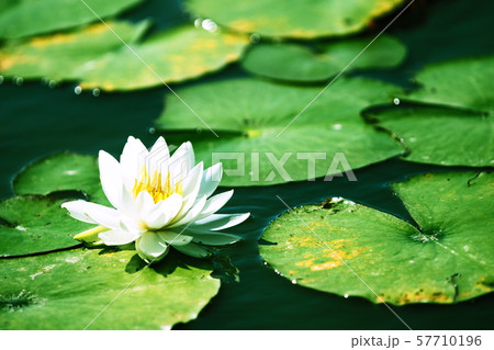 睡蓮 57710196