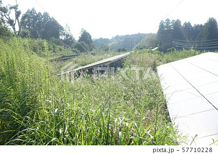 太陽光発電所の雑草 57710228