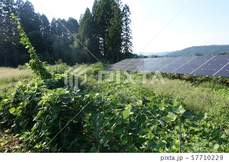 太陽光発電所の雑草 太陽光発電所の雑草 57710229