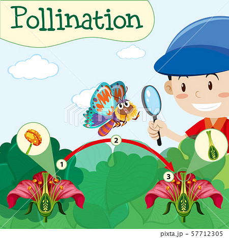 Pollination diagram with boy and flower 57712305