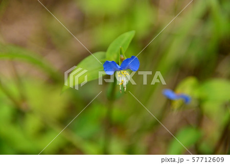 露草の可憐な花 57712609