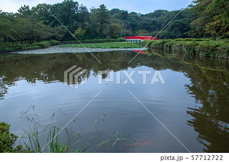 岩槻城址公園　水辺　八ッ橋　さいたま市 57712722