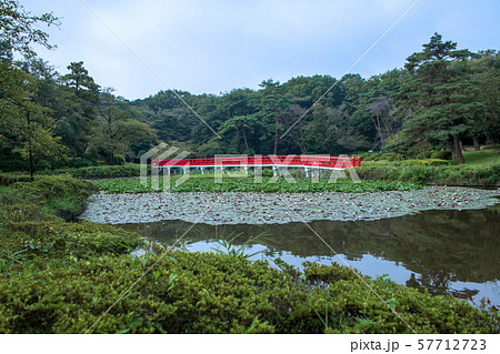岩槻城址公園　水辺　八ッ橋　さいたま市 57712723
