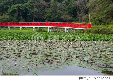 岩槻城址公園 水辺 八ッ橋 さいたま市 岩槻城址公園 水辺 八ッ橋 さいたま市 57712724