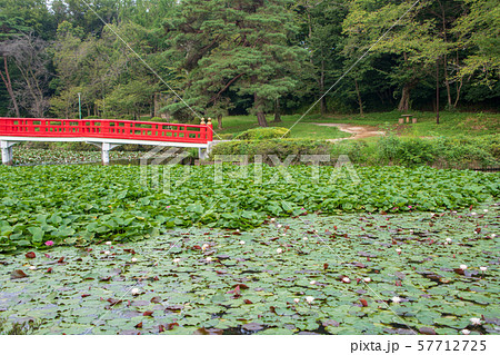 岩槻城址公園　水辺　八ッ橋　さいたま市 57712725