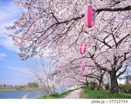 埼玉県　古利根川の桜並木 57712754