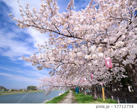 埼玉県　古利根川の桜並木 57712758