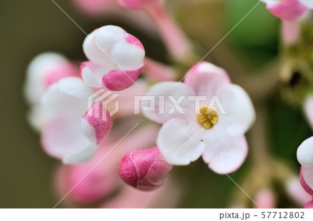 チョウジガマズミの花 57712802