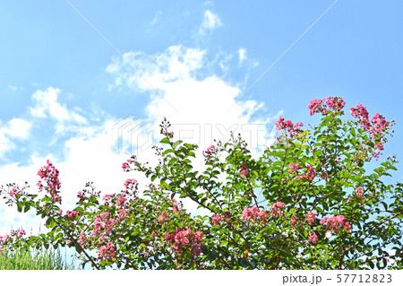 サルスベリの花 サルスベリの花 57712823