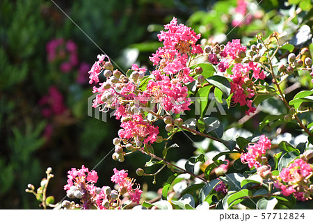 サルスベリの花 57712824
