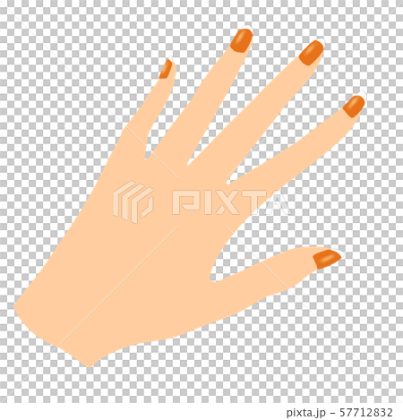 フレンチネイル(褐色肌) フレンチネイル(褐色肌) 57712832