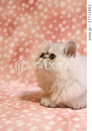 こねこ横顔 こねこ横顔 57712863